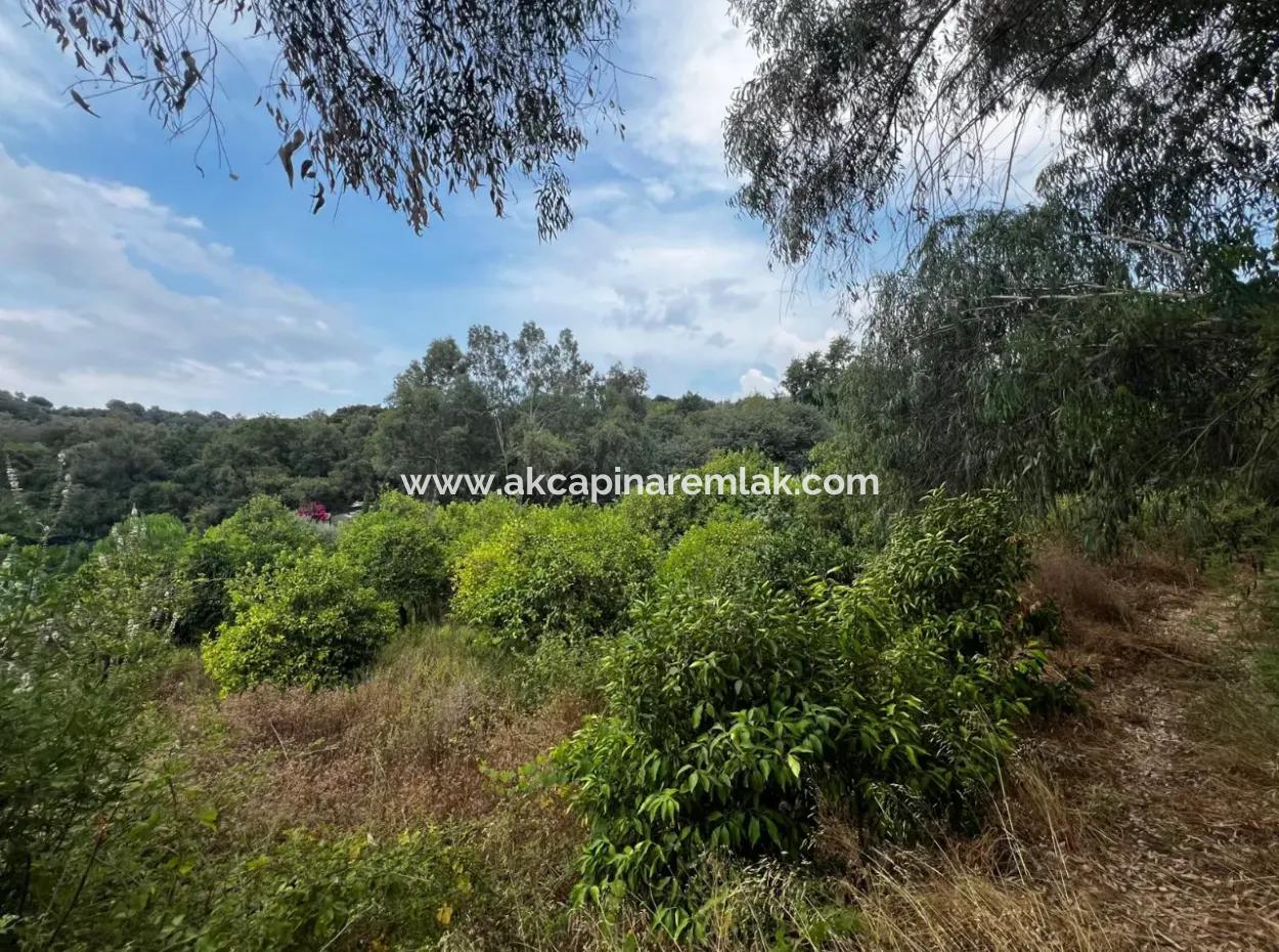 Zoned Citrus Garden For Sale