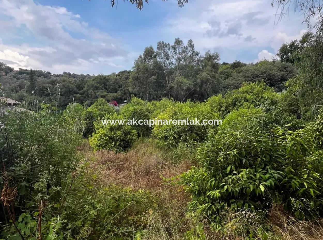 Zoned Citrus Garden For Sale