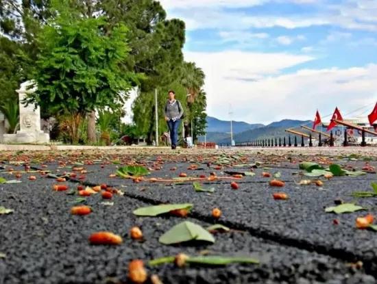 Köyceğiz Fotoğrafları